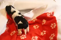 Stormie bench, a female English Springer Spaniel for sale in Evansville, IN – Photo 2 of 3