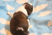 Connor bench, a male English Springer Spaniel for sale in Evansville, IN – Photo 1 of 3