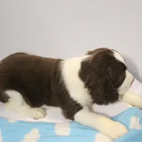 Connor bench, a male English Springer Spaniel for sale in Evansville, IN – Photo 2 of 3