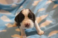 Connor bench, a male English Springer Spaniel for sale in Evansville, IN – Photo 2 of 3