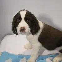 Connor bench, a male English Springer Spaniel for sale in Evansville, IN – Photo 3 of 3
