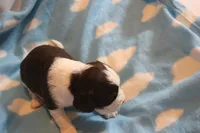 Connor bench, a male English Springer Spaniel for sale in Evansville, IN – Photo 3 of 3