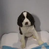 Connor bench, a male English Springer Spaniel for sale in Evansville, IN – Photo 1 of 3
