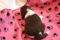 Nikki bench, a female English Springer Spaniel for sale in Evansville, IN – Photo 3 of 4