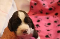 Nikki bench, a female English Springer Spaniel for sale in Evansville, IN – Photo 1 of 4