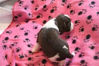 Nikki bench, a female English Springer Spaniel for sale in Evansville, IN – Photo 4 of 4