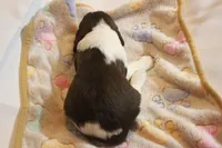 Ashby bench, a male English Springer Spaniel for sale in Evansville, IN – Photo 3 of 4