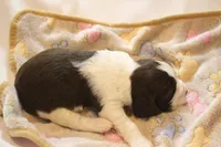 Ashby bench, a male English Springer Spaniel for sale in Evansville, IN – Photo 1 of 4