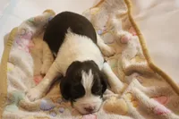 Ashby bench, a male English Springer Spaniel for sale in Evansville, IN – Photo 4 of 4