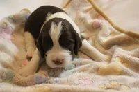 Ashby bench, a male English Springer Spaniel for sale in Evansville, IN – Photo 2 of 4