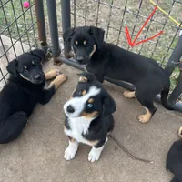 Ruby Girl, a female Australian Kelpie and Australian Shepherd for sale in Waco, TX – Photo 4 of 6
