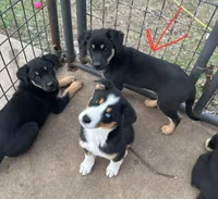 processed/5aa6cf70-4c3d-418f-bd3c-e2868201ec37/listing/57d73775-9b62-4501-a812-7edc9d9c851b/2bc65b08-4e01-48b8-af42-dfe2b5ae2d86