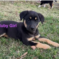 Ruby Girl, a female Australian Kelpie and Australian Shepherd for sale in Waco, TX – Photo 2 of 6