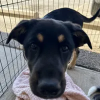 Ruby Girl, a female Australian Kelpie and Australian Shepherd for sale in Waco, TX – Photo 3 of 6