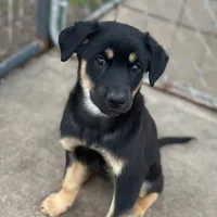 Ruby Girl, a female Australian Kelpie and Australian Shepherd for sale in Waco, TX – Photo 1 of 6