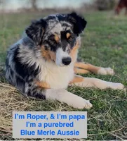 Snow, a male Australian Kelpie and Australian Shepherd for sale in Waco, TX – Photo 7 of 7