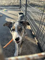 Snow, a male Australian Kelpie and Australian Shepherd for sale in Waco, TX – Photo 3 of 7