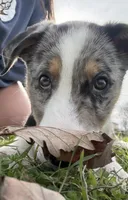 Snow, a male Australian Kelpie and Australian Shepherd for sale in Waco, TX – Photo 4 of 7