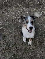 Snow, a male Australian Kelpie and Australian Shepherd for sale in Waco, TX – Photo 1 of 7