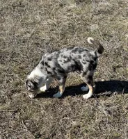 Snow, a male Australian Kelpie and Australian Shepherd for sale in Waco, TX – Photo 5 of 7