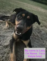 Snow, a male Australian Kelpie and Australian Shepherd for sale in Waco, TX – Photo 6 of 7