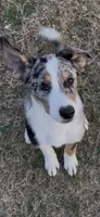 Snow, a male Australian Kelpie and Australian Shepherd for sale in Waco, TX – Photo 2 of 7
