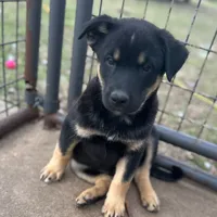 River boy, a male Australian Kelpie and Australian Shepherd for sale in Waco, TX – Photo 3 of 8