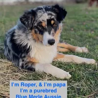 River boy, a male Australian Kelpie and Australian Shepherd for sale in Waco, TX – Photo 8 of 8