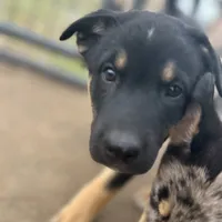 River boy, a male Australian Kelpie and Australian Shepherd for sale in Waco, TX – Photo 5 of 8