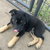River boy, a male Australian Kelpie and Australian Shepherd for sale in Waco, TX – Photo 4 of 8