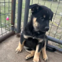 River boy, a male Australian Kelpie and Australian Shepherd for sale in Waco, TX – Photo 2 of 8