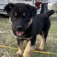River boy, a male Australian Kelpie and Australian Shepherd for sale in Waco, TX – Photo 1 of 8