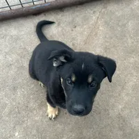 River boy, a male Australian Kelpie and Australian Shepherd for sale in Waco, TX – Photo 6 of 8