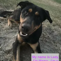River boy, a male Australian Kelpie and Australian Shepherd for sale in Waco, TX – Photo 7 of 8