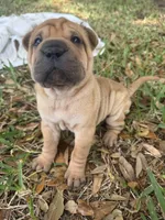 Male 2, a male Miniature Shar-Pei for sale in Rockledge, FL – Photo 2 of 3