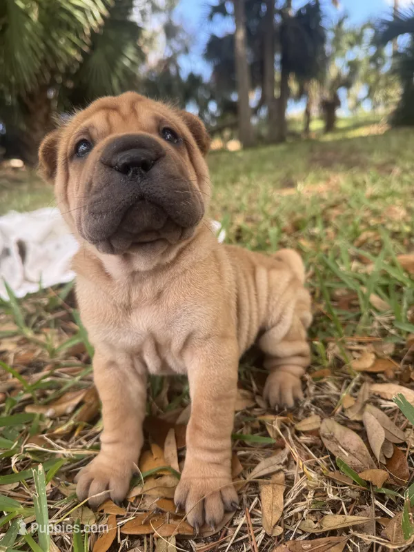 Male 2 – Miniature Shar-Pei puppy for sale in Rockledge, FL