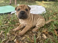 Male 2, a male Miniature Shar-Pei for sale in Rockledge, FL – Photo 3 of 3