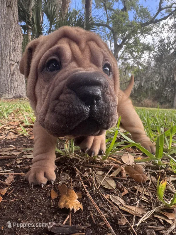 Female 1 – Miniature Shar-Pei puppy for sale in Rockledge, FL