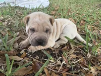 Cream male, a male Miniature Shar-Pei for sale in Rockledge, FL – Photo 2 of 2
