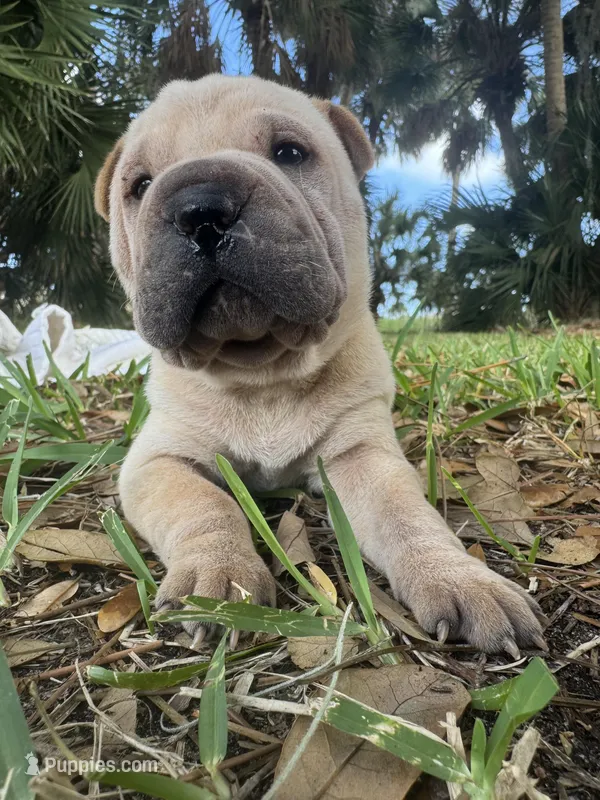 Cream male – Miniature Shar-Pei puppy for sale in Rockledge, FL