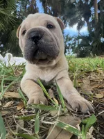 Cream male, a male Miniature Shar-Pei for sale in Rockledge, FL – Photo 1 of 2