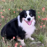 Bi Blue Merle 4 Long tail, a male Australian Shepherd for sale in Pinehurst, TX – Photo 8 of 9