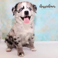 Bi Blue Merle 4 Long tail, a male Australian Shepherd for sale in Pinehurst, TX – Photo 5 of 9