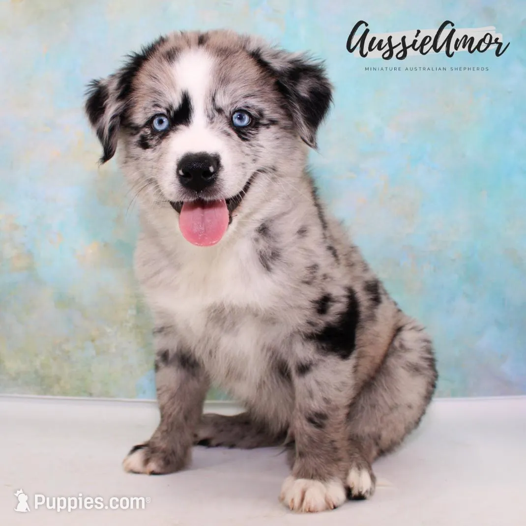 Bi Blue Merle 4 Long tail