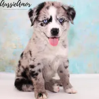Bi Blue Merle 4 Long tail, a male Australian Shepherd for sale in Pinehurst, TX – Photo 3 of 9