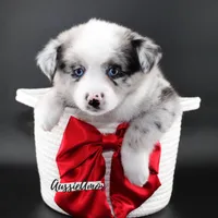 Bi Blue Merle - AKC- 2 Blue eyes, a female Miniature Australian Shepherd for sale in Pinehurst, TX – 3 of 10