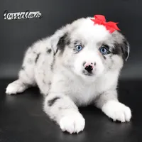 Bi Blue Merle - AKC- 2 Blue eyes, a female Miniature Australian Shepherd for sale in Pinehurst, TX – 6 of 10