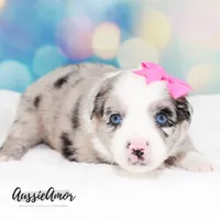Bi Blue Merle - AKC- 2 Blue eyes, a female Miniature Australian Shepherd for sale in Pinehurst, TX – 6 of 10