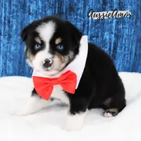 Black Tri - AKC - 2 Blue eyes, a male Miniature Australian Shepherd for sale in Pinehurst, TX – 7 of 10