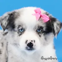 Bi Blue Merle - AKC- 2 Blue eyes, a female Miniature Australian Shepherd for sale in Pinehurst, TX – 3 of 7
